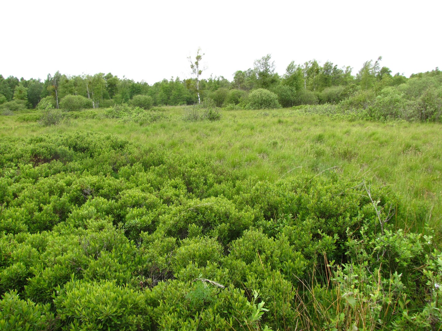 Shrubs with bog-myrtle